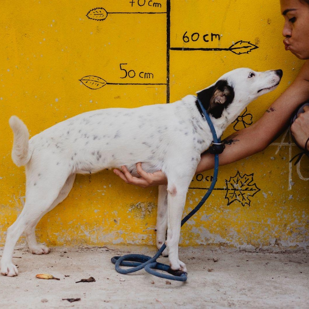 Enlarge Samsura, a ADOPTABLE mixed breed in New York, NY image 5/6