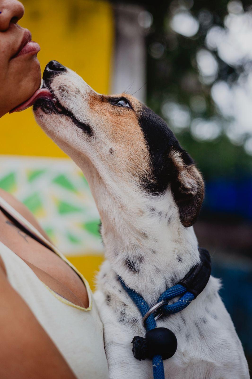 Enlarge Samsura, a ADOPTABLE mixed breed in New York, NY image 4/6