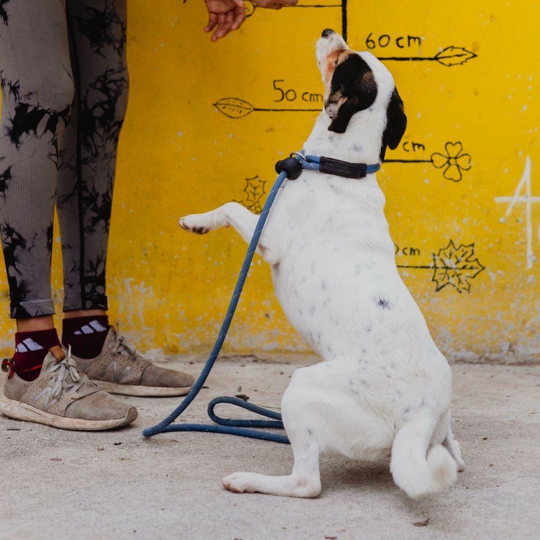 Enlarge Samsura, a ADOPTABLE mixed breed in New York, NY image 6/6