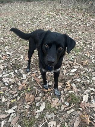 Pup-Cup 51423, ADOPTABLE, Adult Male Mixed Breed.