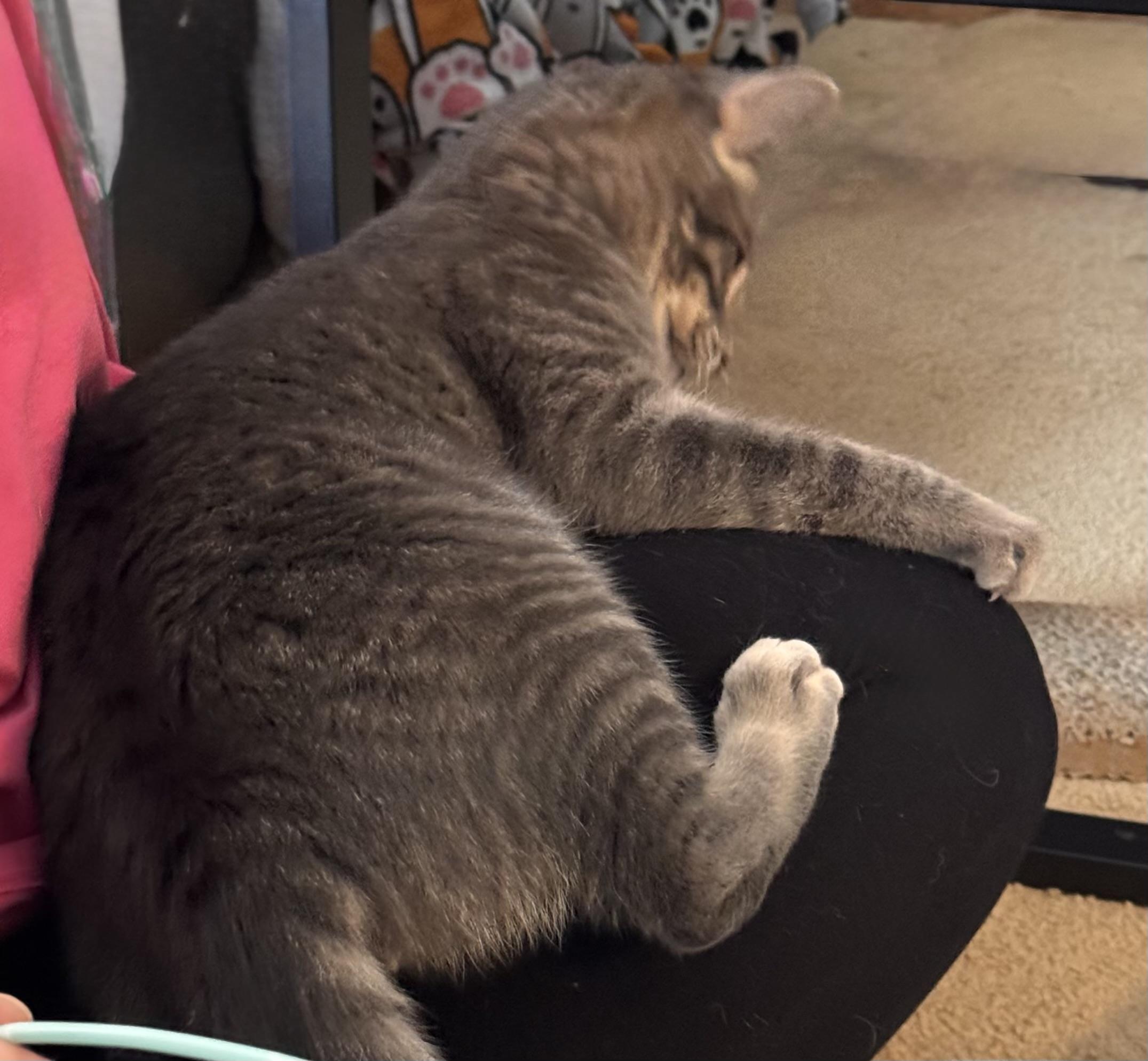 Enlarge Joe, a Adoptable Tabby in Midland, MI image 3/6