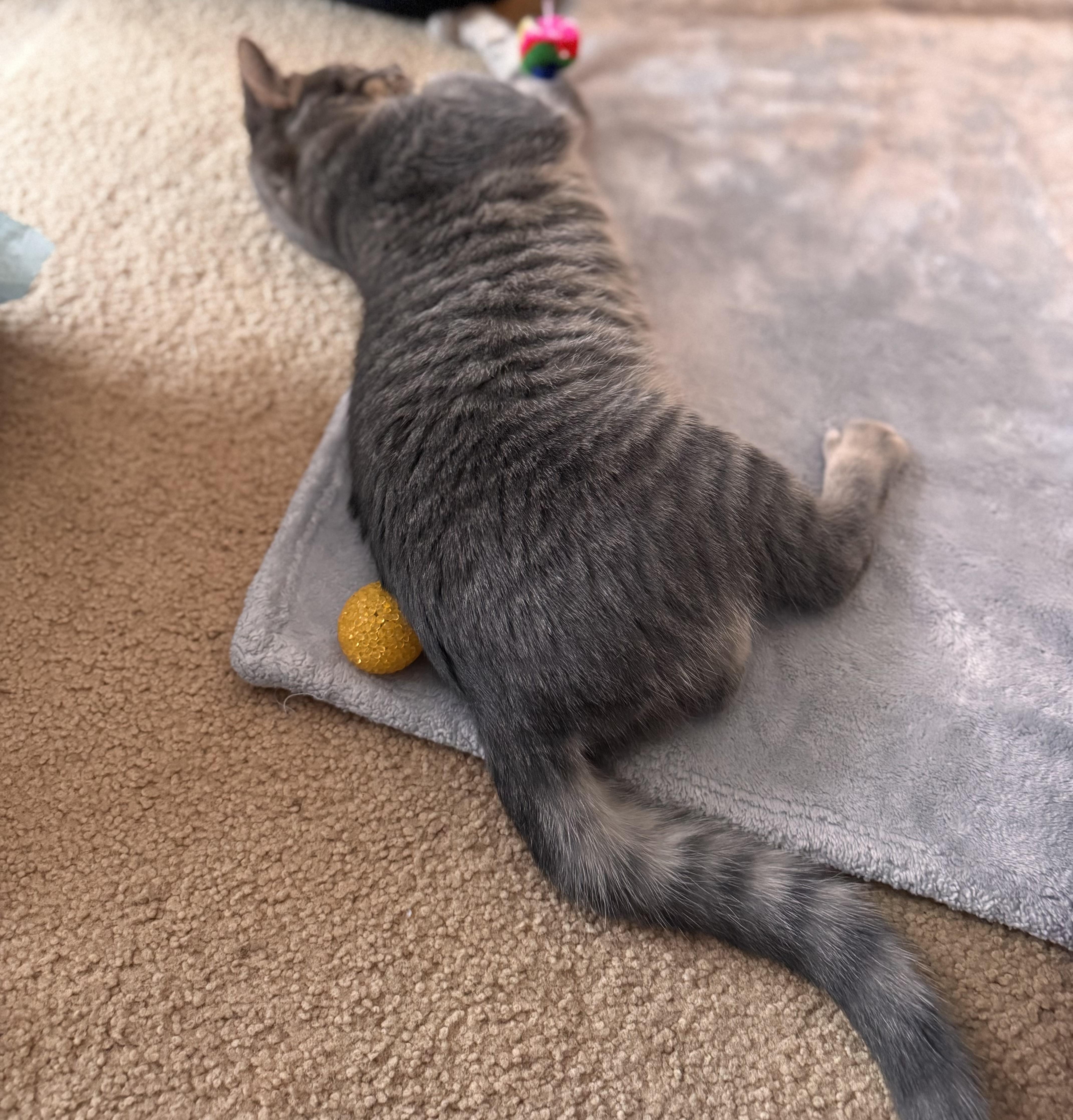 Enlarge Joe, a Adoptable Tabby in Midland, MI image 2/6