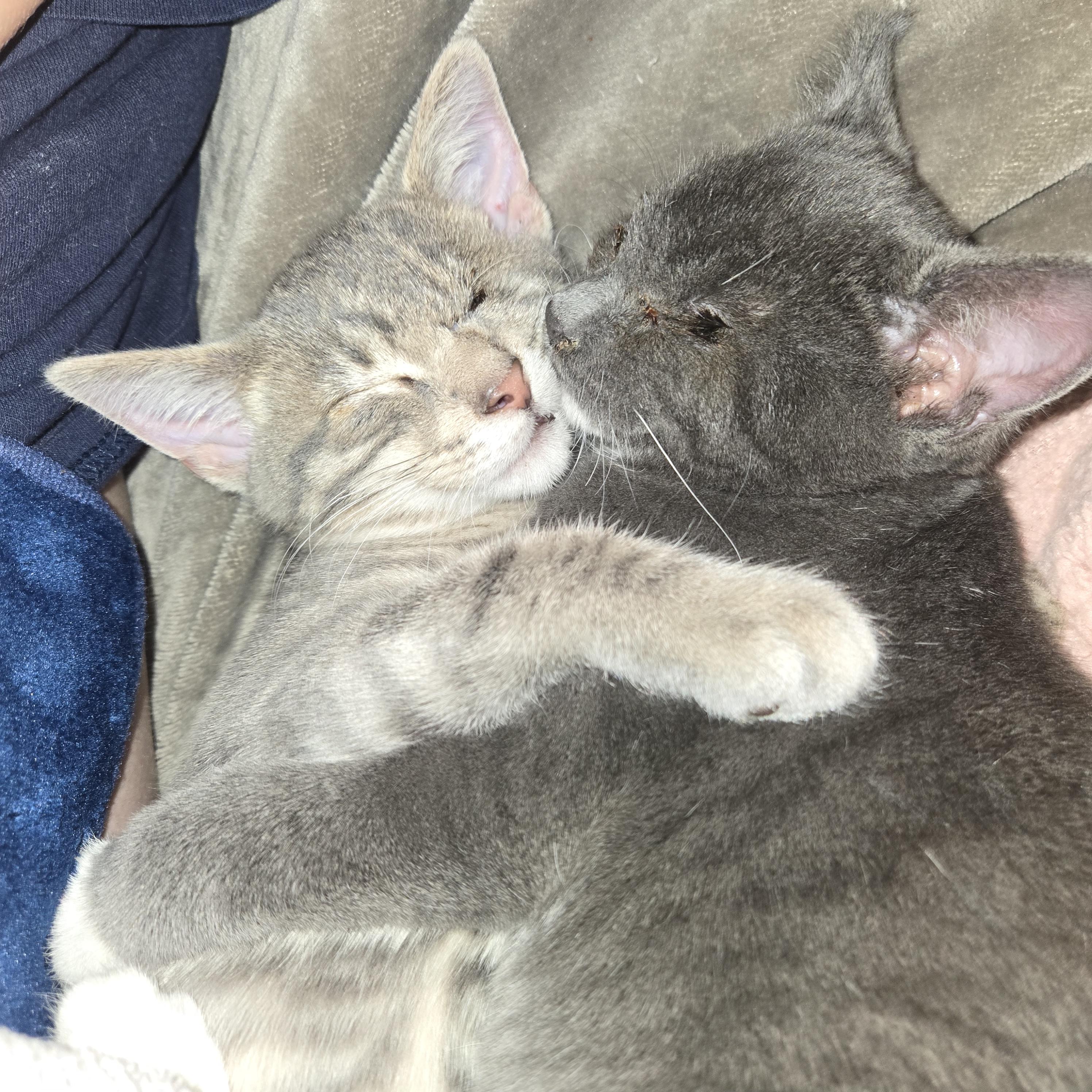 Joe, Adoptable, Young Male Tabby.