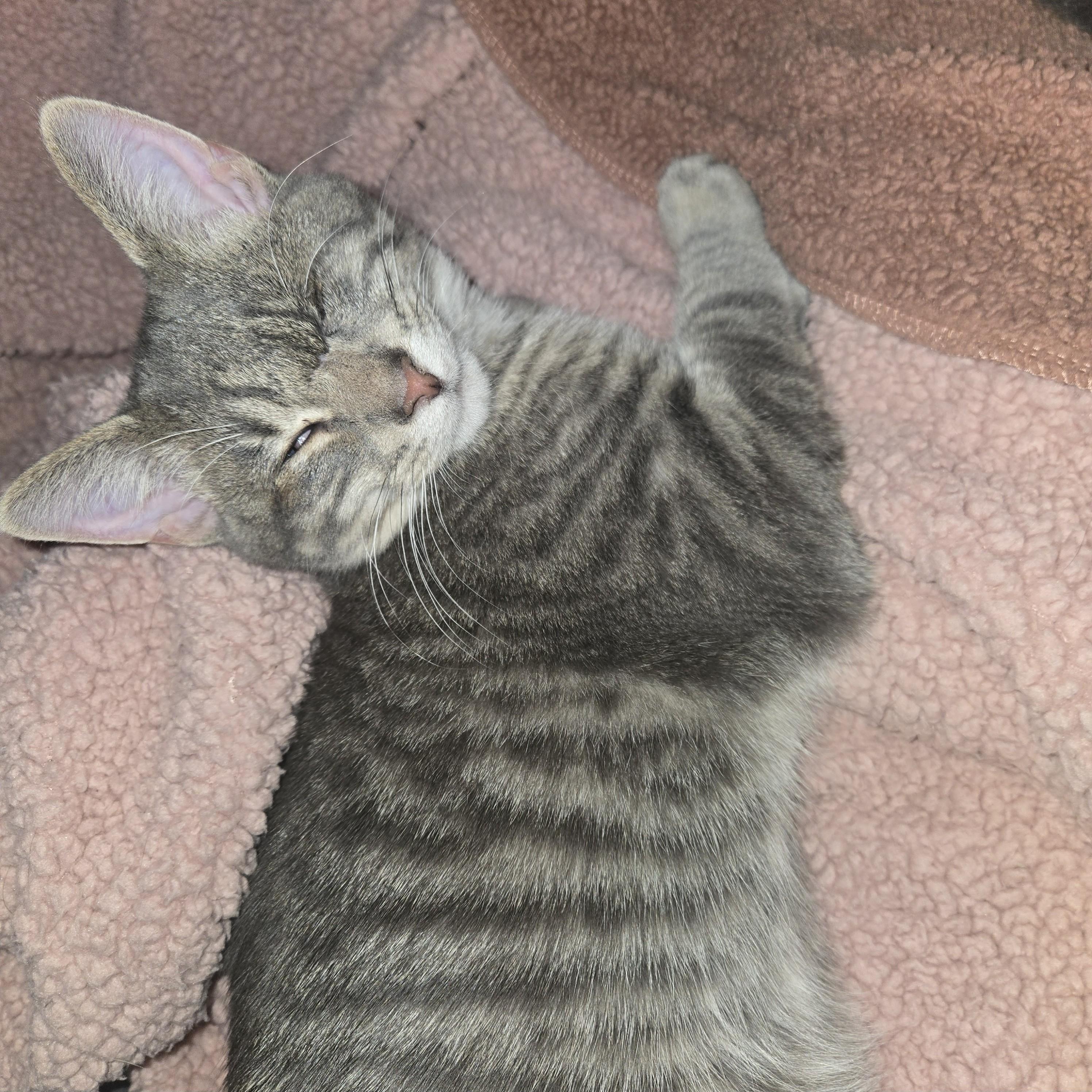 Joe, a Adoptable Tabby image 2/6