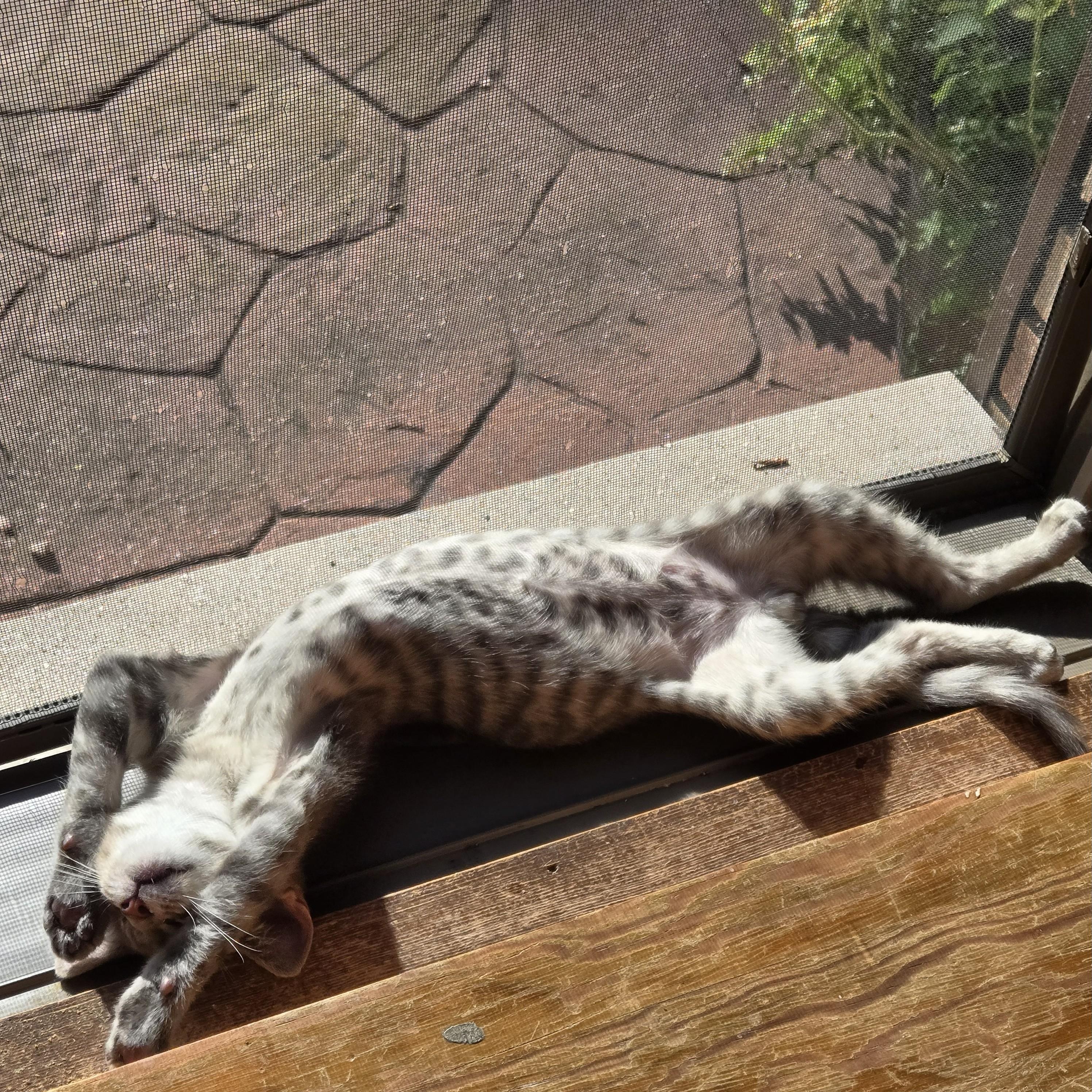 Joe, a Adoptable Tabby image 3/6