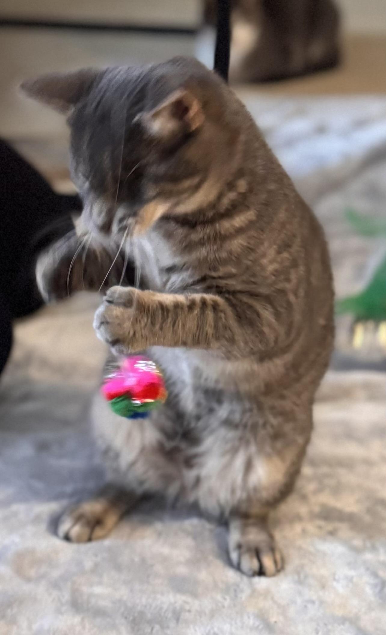 Enlarge Joe, a Adoptable Tabby in Midland, MI image 4/6