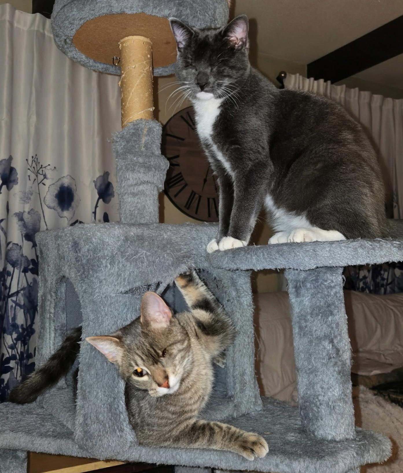 Enlarge Joe, a Adoptable Tabby in Midland, MI image 6/6