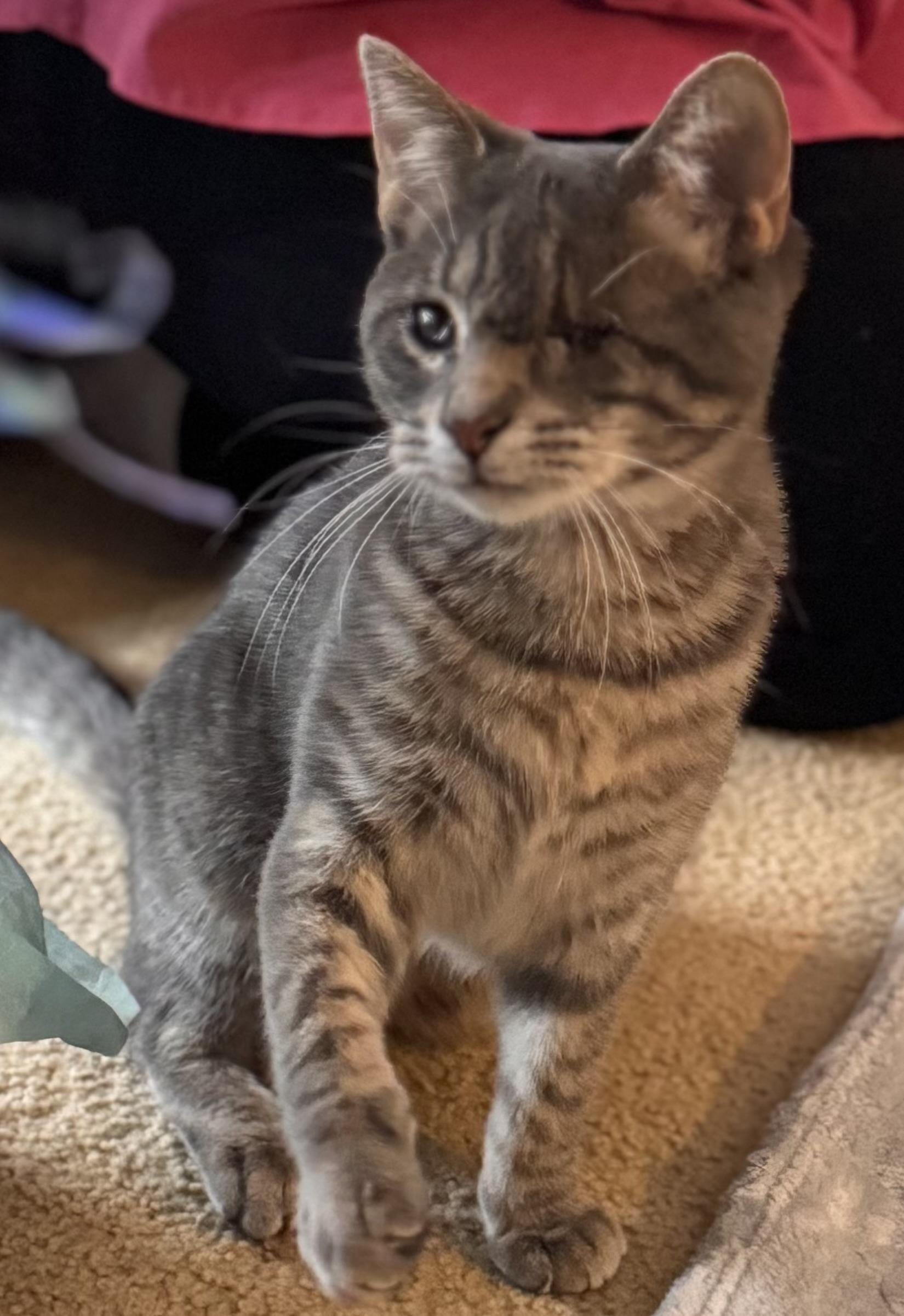 Joe, Adoptable, Young Male Tabby.