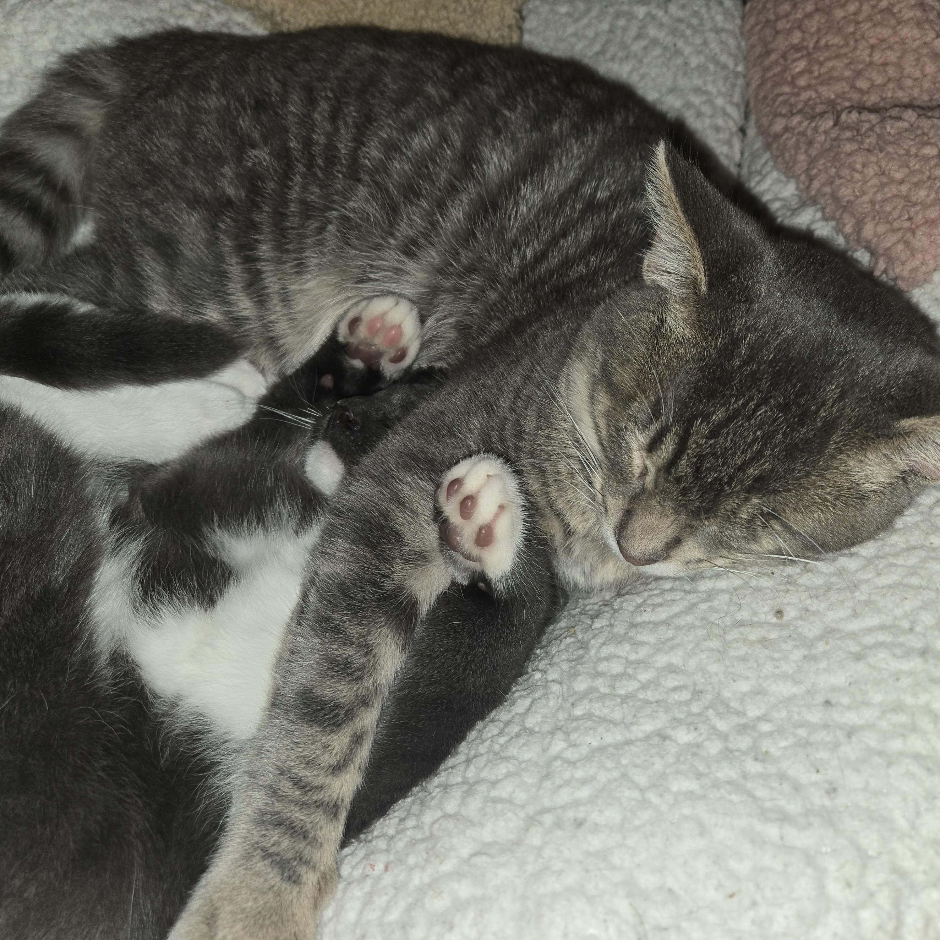 Joe, a Adoptable Tabby image 4/6