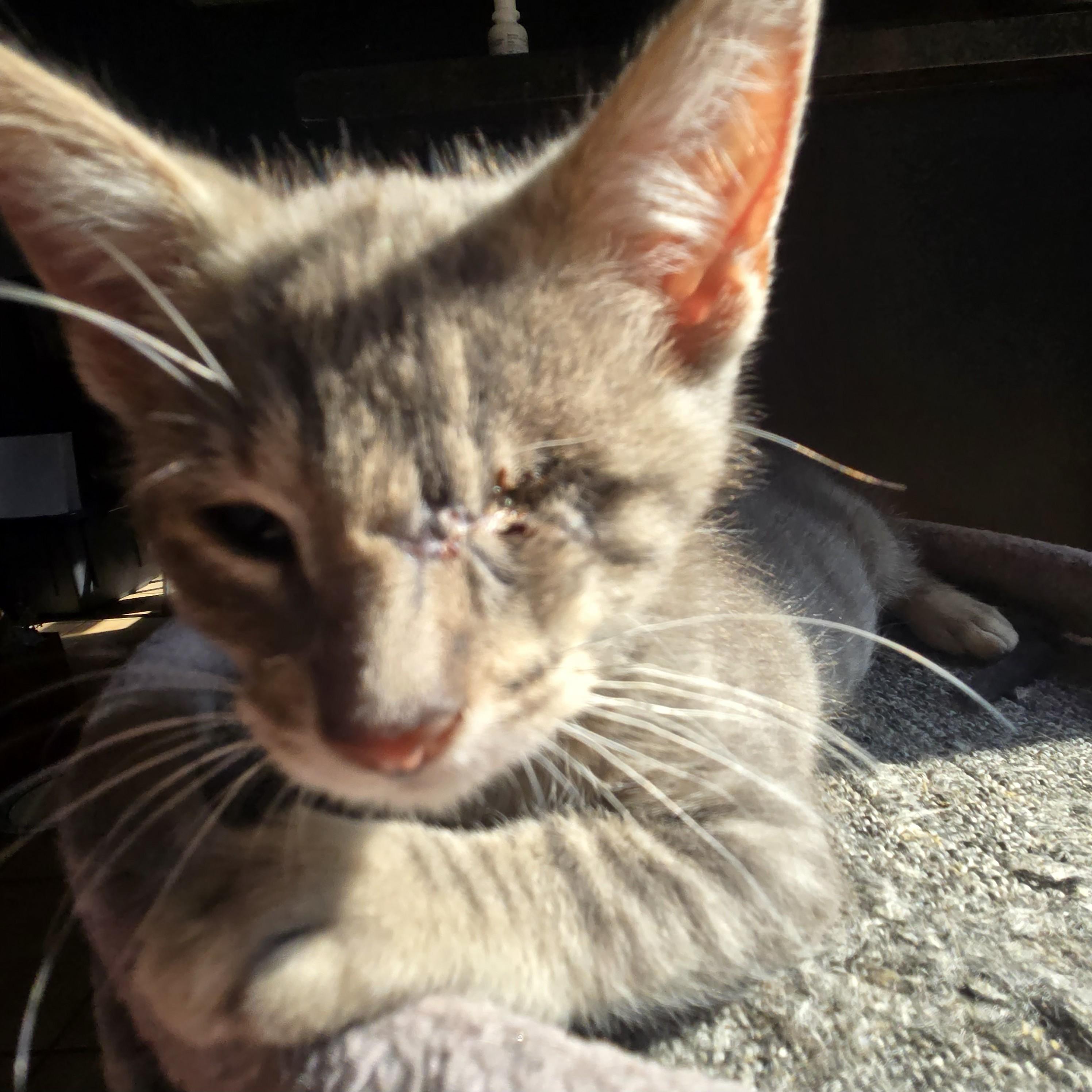 Joe, a Adoptable Tabby image 6/6