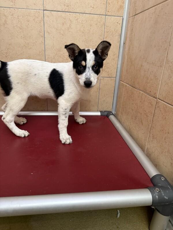 Lynn, Adoptable, Adult Female Mixed Breed.