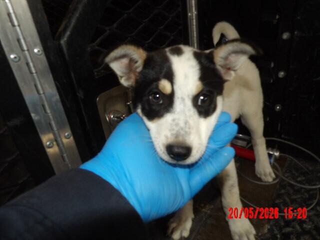 Lynn, a Adoptable Mixed Breed in Hobbs, NM image 2/5