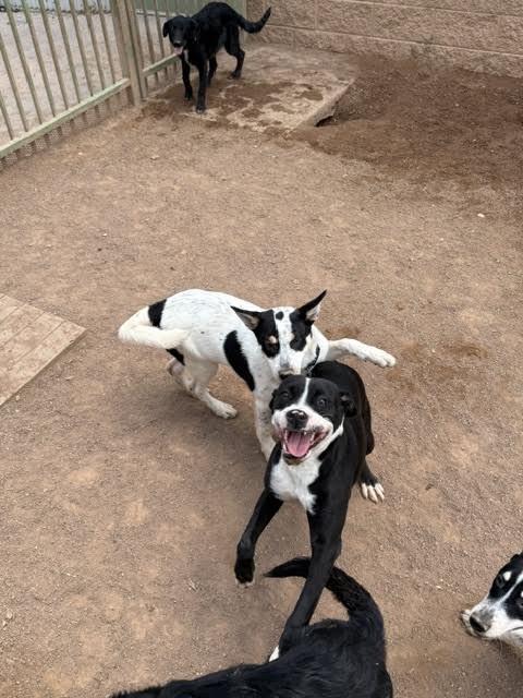 Lynn, a Adoptable Mixed Breed in Hobbs, NM image 4/5