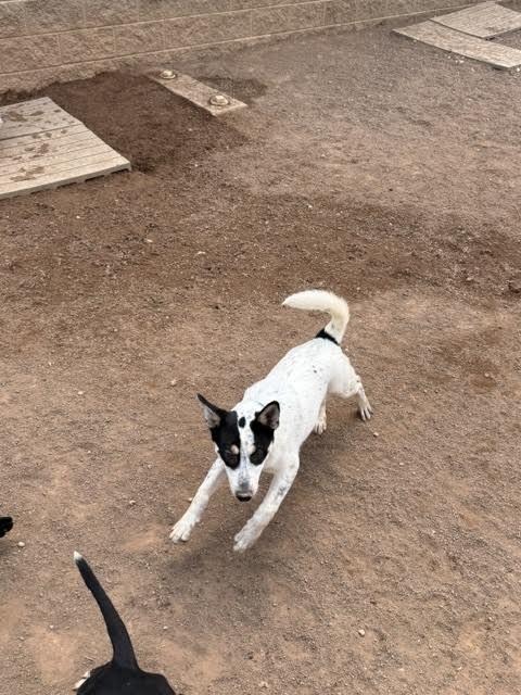 Lynn, a Adoptable Mixed Breed in Hobbs, NM image 5/5