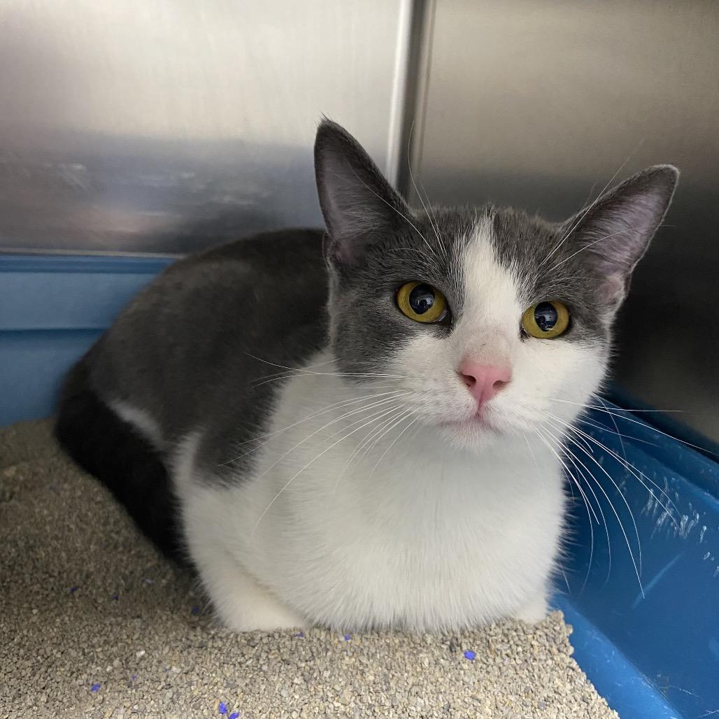 Enlarge Ariel, a Adoptable Domestic Medium Hair in Independence, KS image 1/1