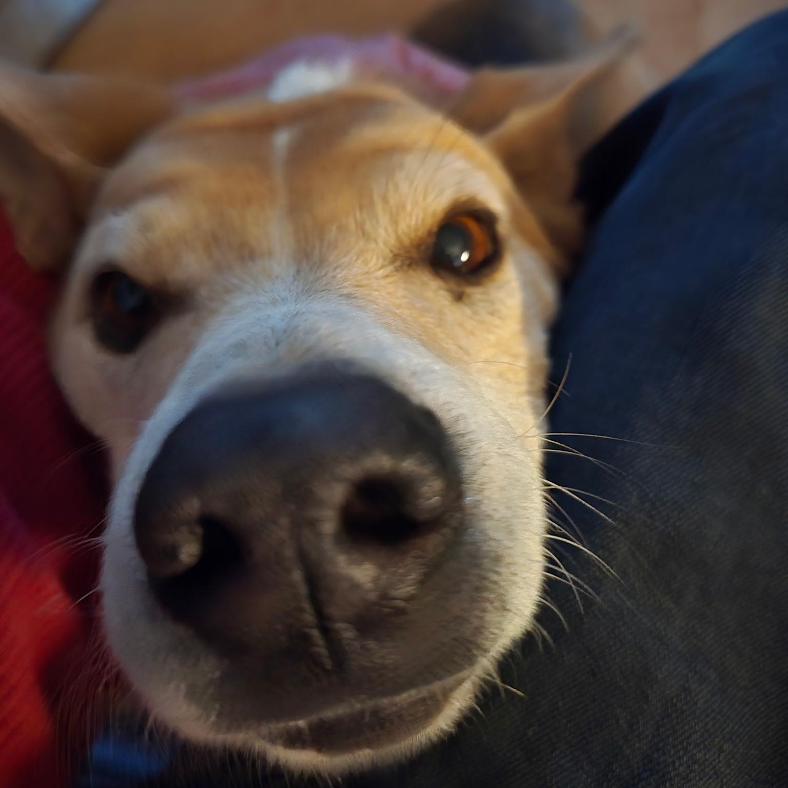 Enlarge Ralph, a Adoptable mixed breed in Riverside, CA image 3/3