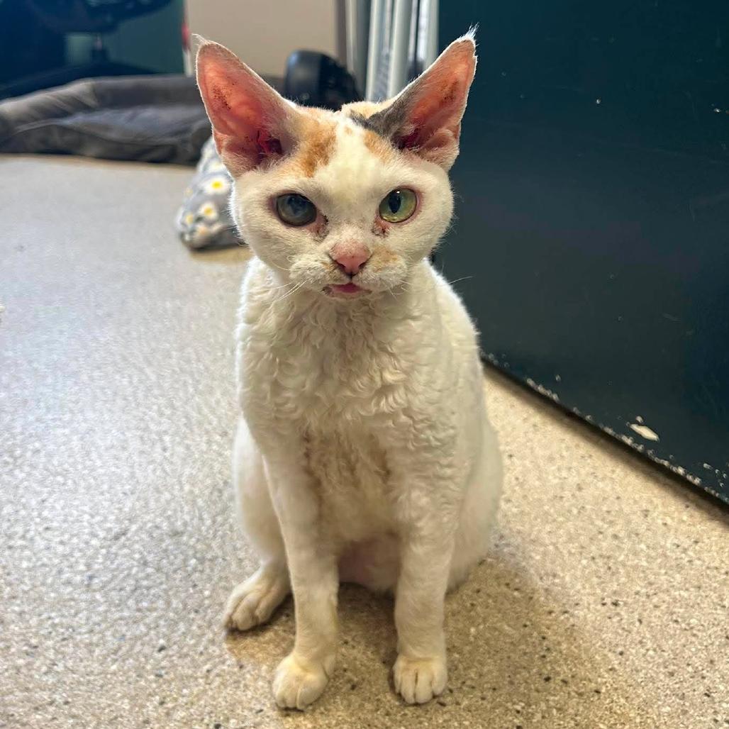 Phoebe (Holland Cat Cove), Adoptable, Senior Female Devon Rex & Domestic Short Hair.