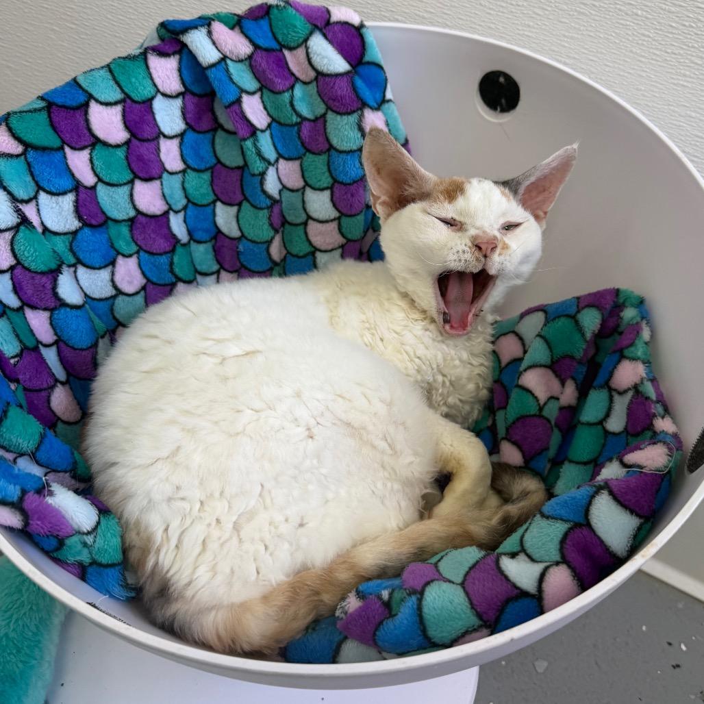 Enlarge Phoebe (Holland Cat Cove), a Adoptable mixed breed in West Olive, MI image 3/6