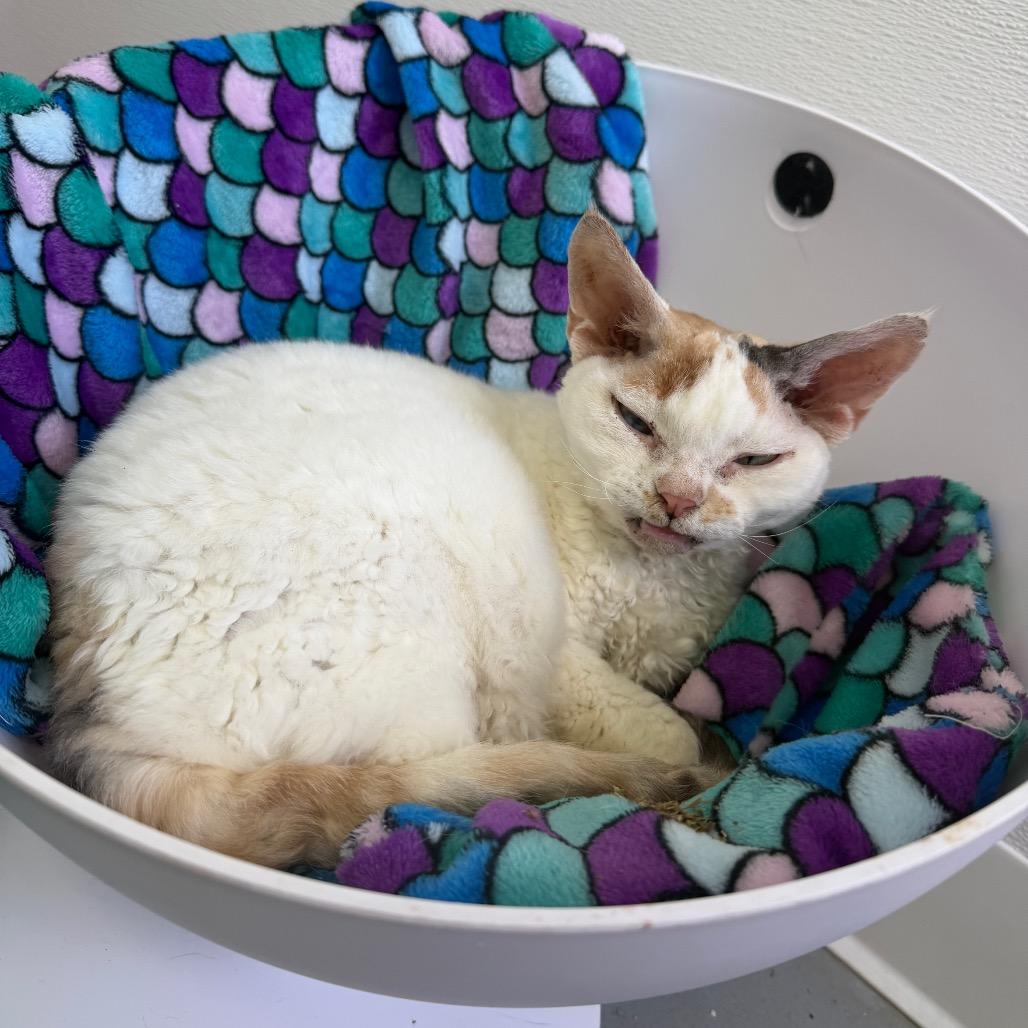 Enlarge Phoebe (Holland Cat Cove), a Adoptable mixed breed in West Olive, MI image 4/6