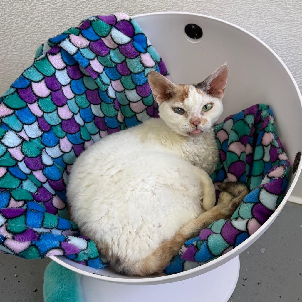 Enlarge Phoebe (Holland Cat Cove), a Adoptable mixed breed in West Olive, MI image 5/6