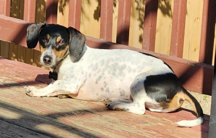 Enlarge Dexter, a Adoptable Dachshund in Columbus, OH image 3/5