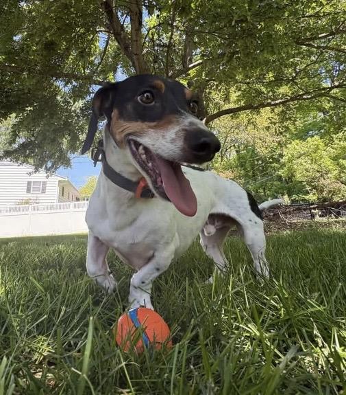 Enlarge Dexter, a Adoptable Dachshund in Columbus, OH image 5/5