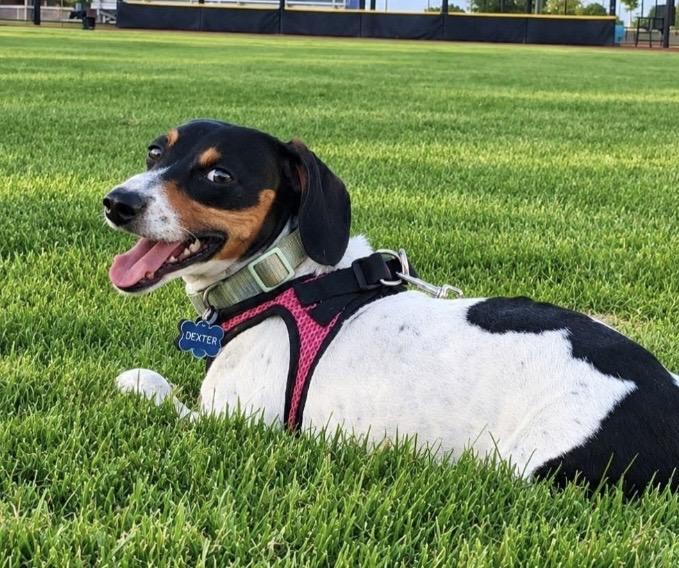 Enlarge Dexter, a Adoptable Dachshund in Columbus, OH image 2/5