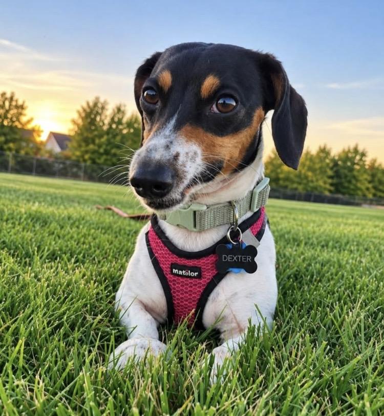 Dexter, Adoptable, Adult Male Dachshund.
