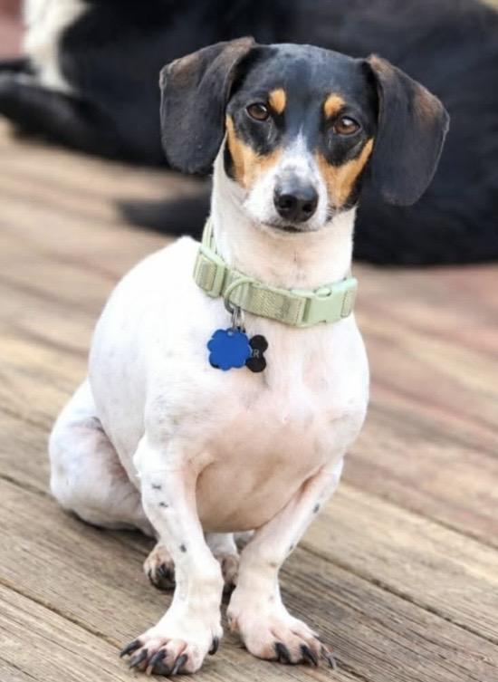 Enlarge Dexter, a Adoptable Dachshund in Columbus, OH image 4/5