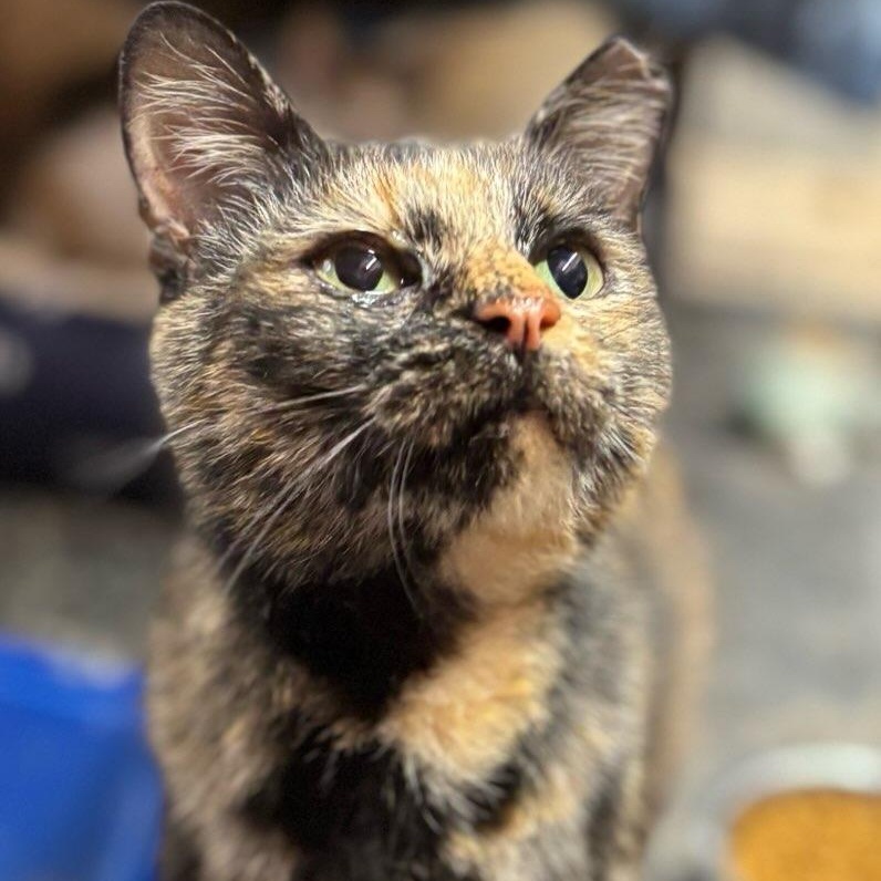 Enlarge Bella, a ADOPTABLE Tortoiseshell in Concord, NC image 3/5