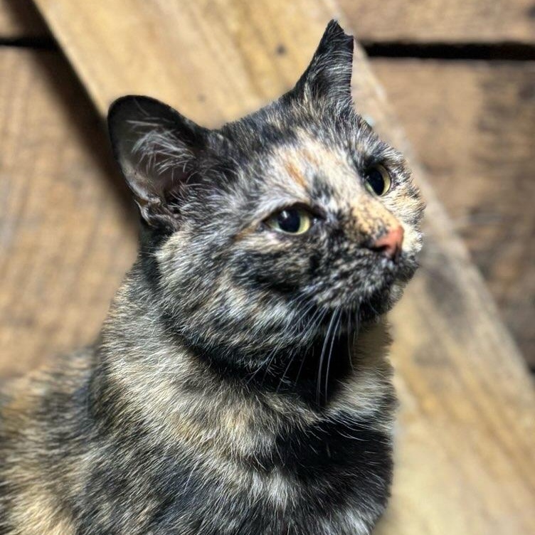 Enlarge Bella, a ADOPTABLE Tortoiseshell in Concord, NC image 1/5