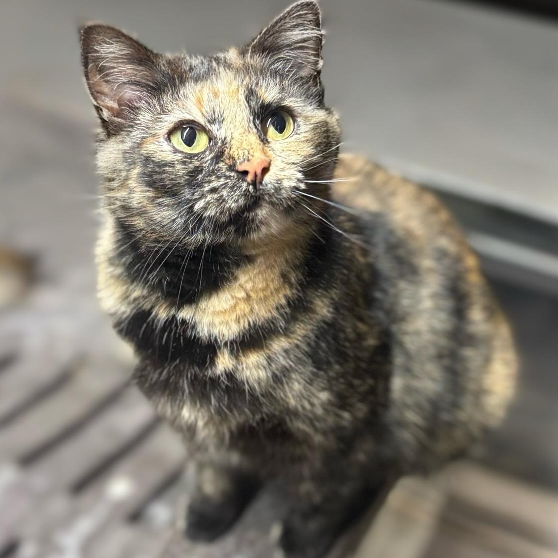 Enlarge Bella, a ADOPTABLE Tortoiseshell in Concord, NC image 2/5