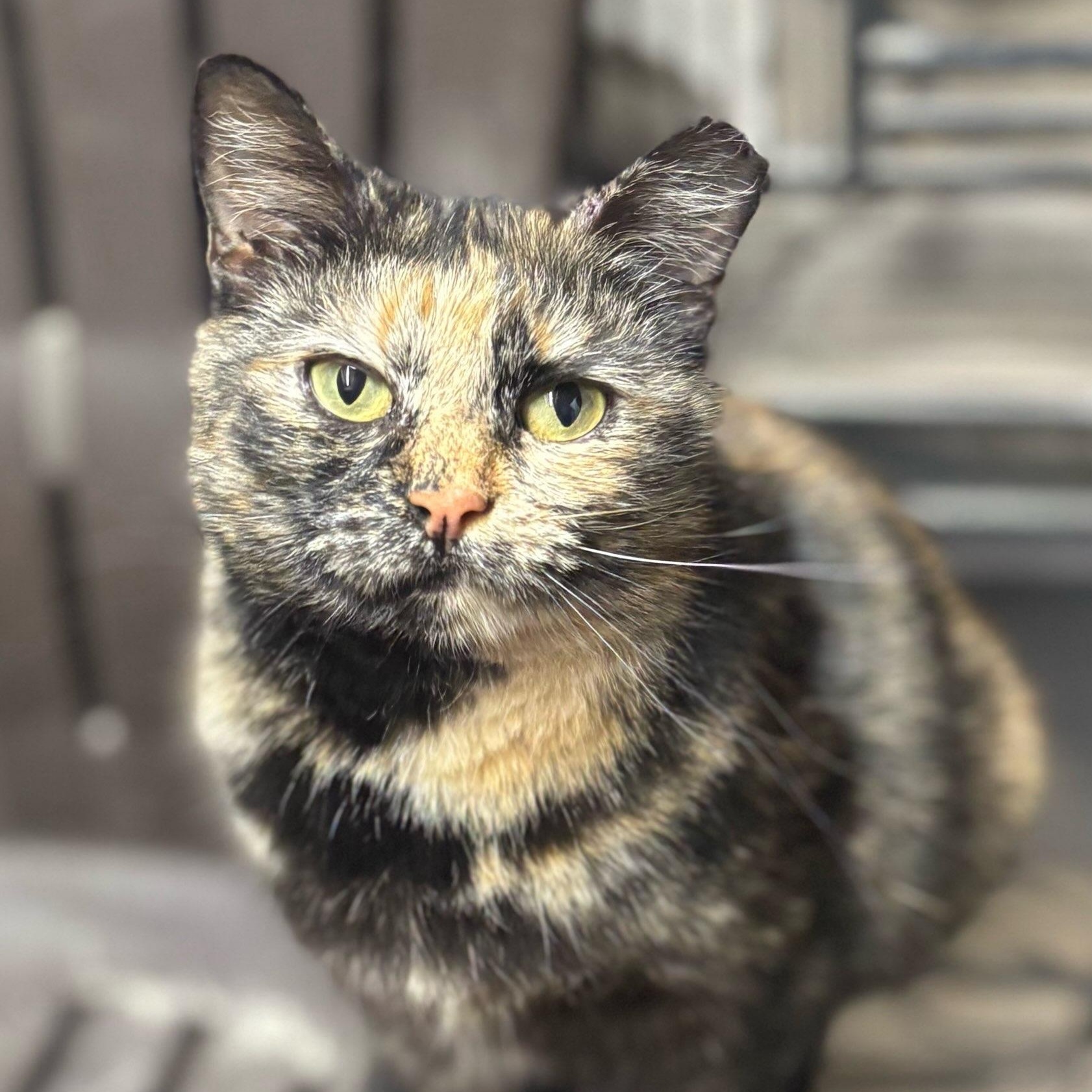 Enlarge Bella, a ADOPTABLE Tortoiseshell in Concord, NC image 4/5