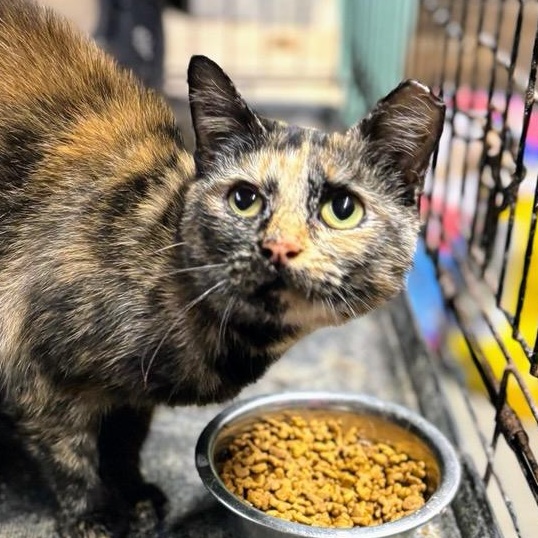 Enlarge Bella, a ADOPTABLE Tortoiseshell in Concord, NC image 5/5