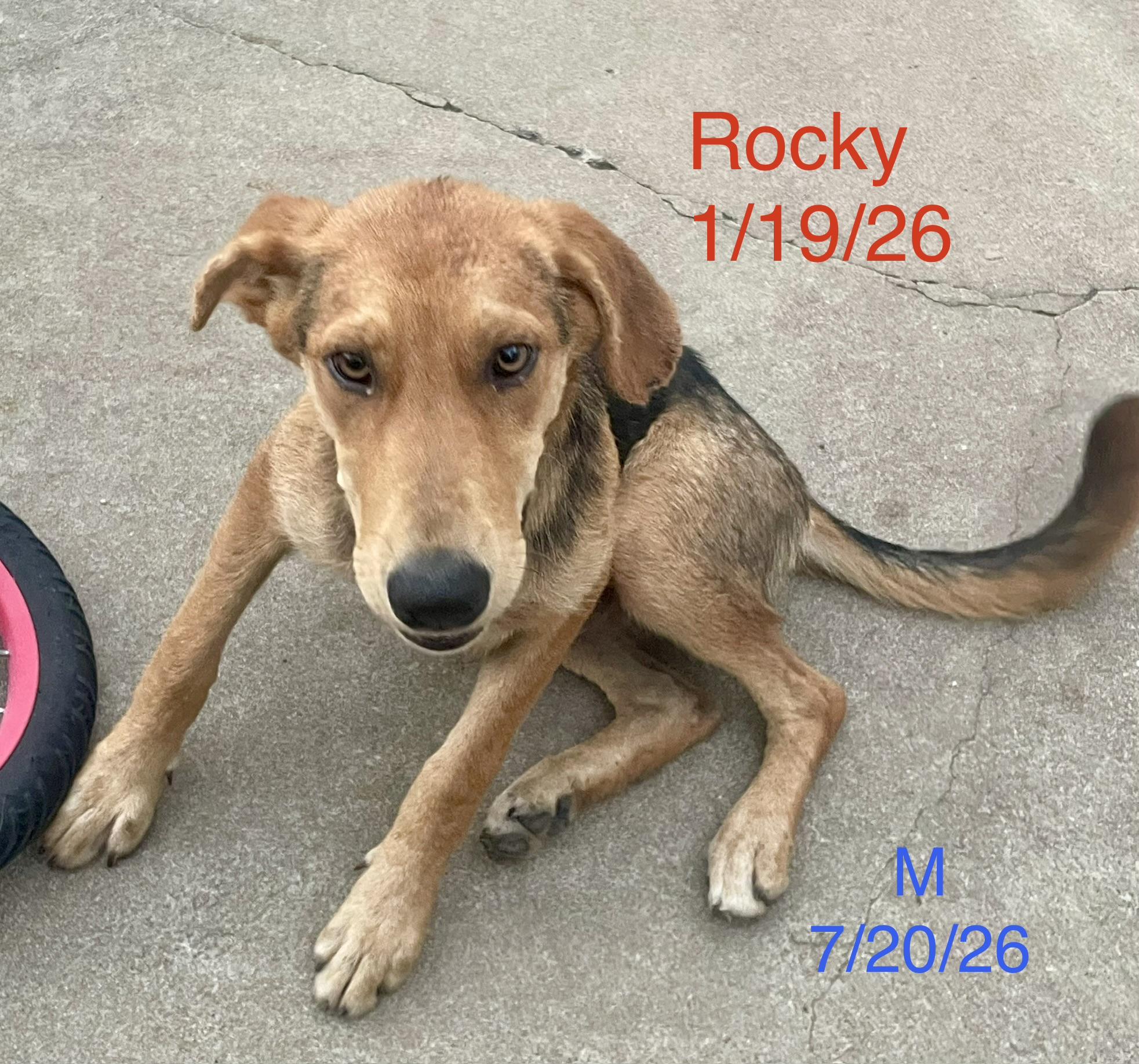 Rocky, Adoptable, Young Male Anatolian Shepherd.