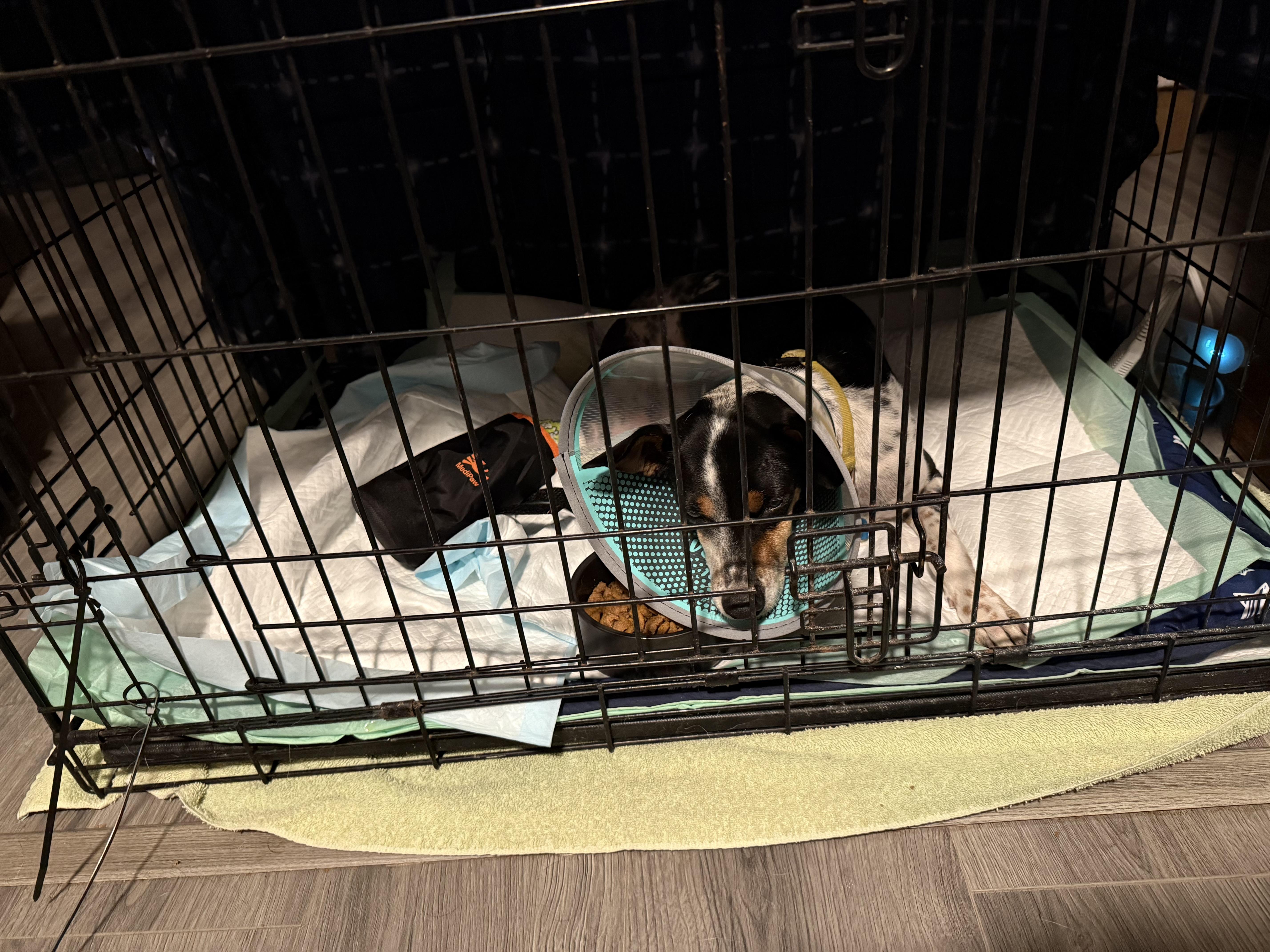 Enlarge Sunshine, an adopted mixed breed in Folkston, GA image 2/5