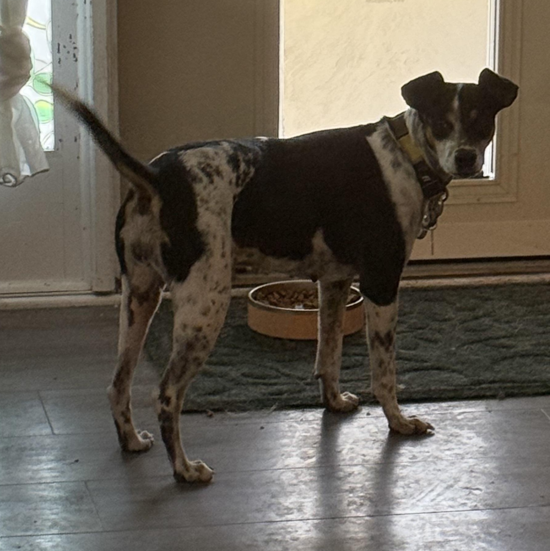 Enlarge Sunshine, an adopted mixed breed in Folkston, GA image 1/5