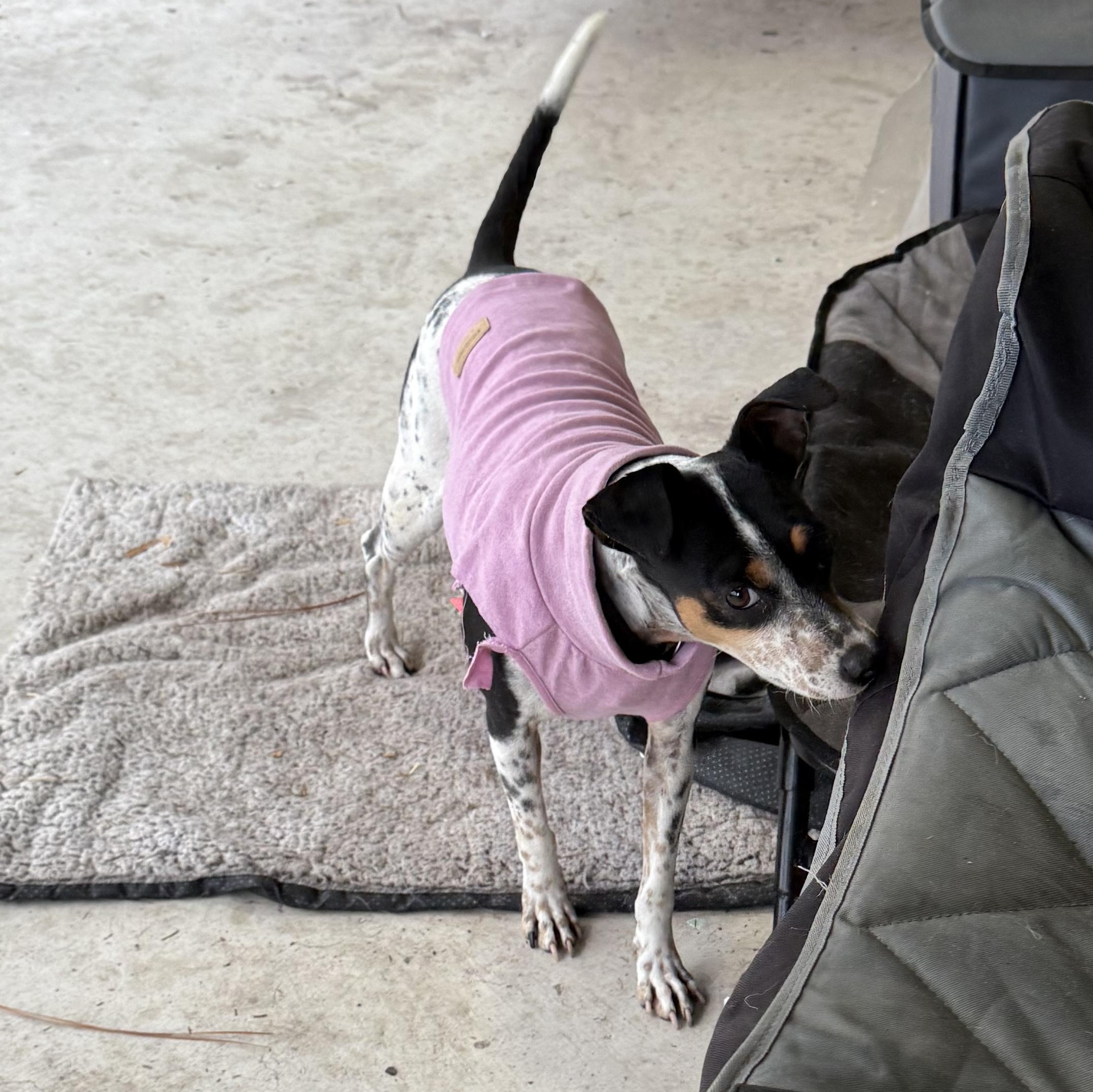 Enlarge Sunshine, an adopted mixed breed in Folkston, GA image 4/5