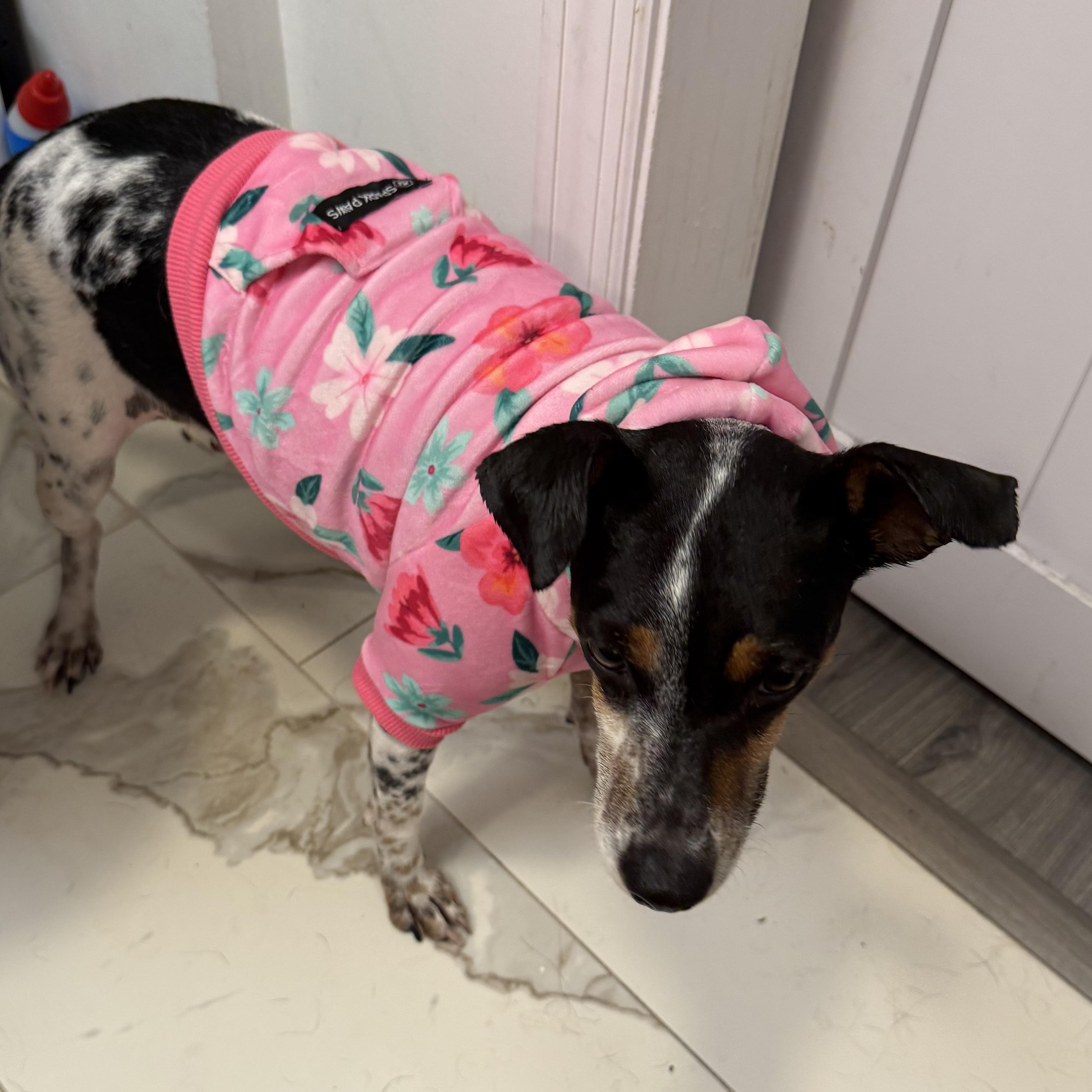 Enlarge Sunshine, an adopted mixed breed in Folkston, GA image 3/5