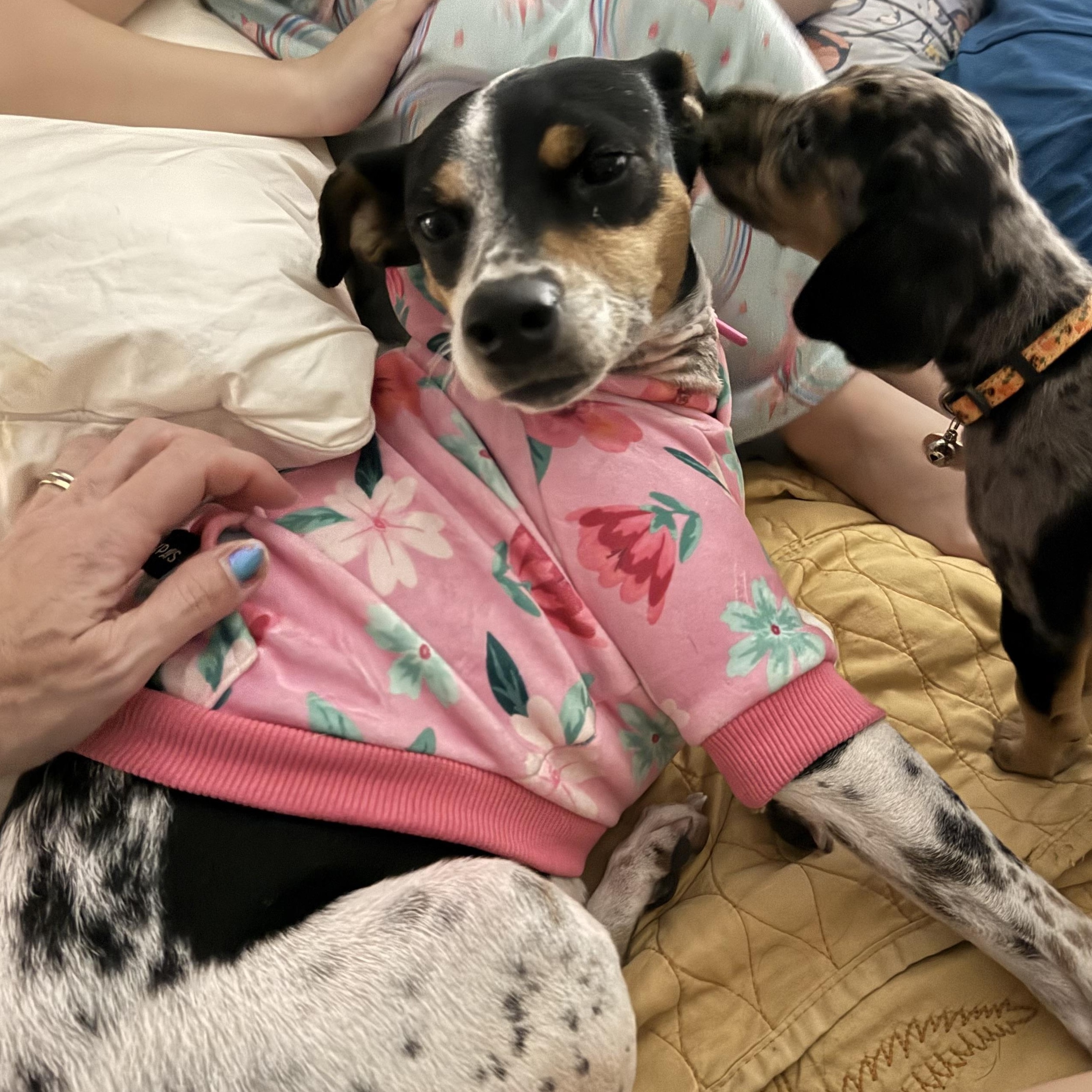 Enlarge Sunshine, an adopted mixed breed in Folkston, GA image 5/5