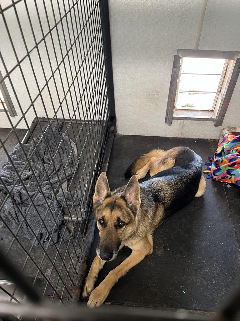 Buck, a Adoptable German Shepherd Dog in Hoboken, NJ image 4/6