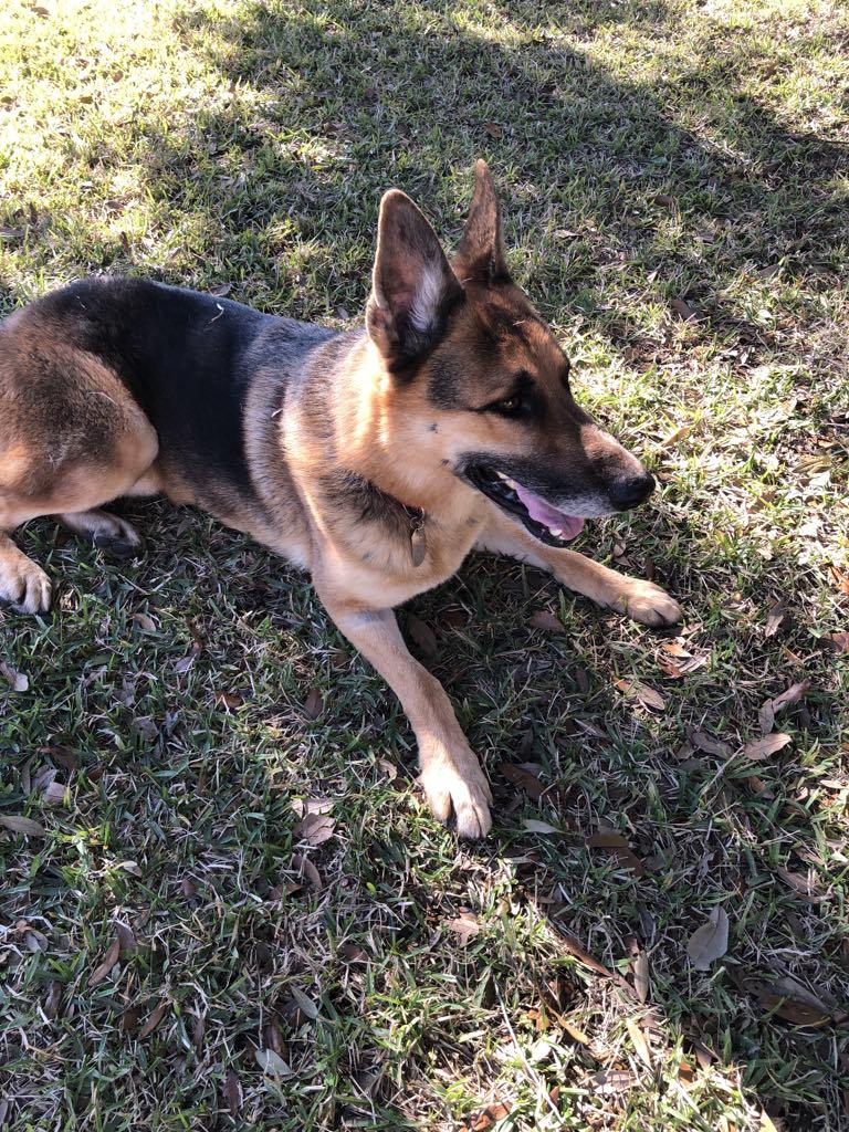 Buck, a Adoptable German Shepherd Dog in Hoboken, NJ image 6/6