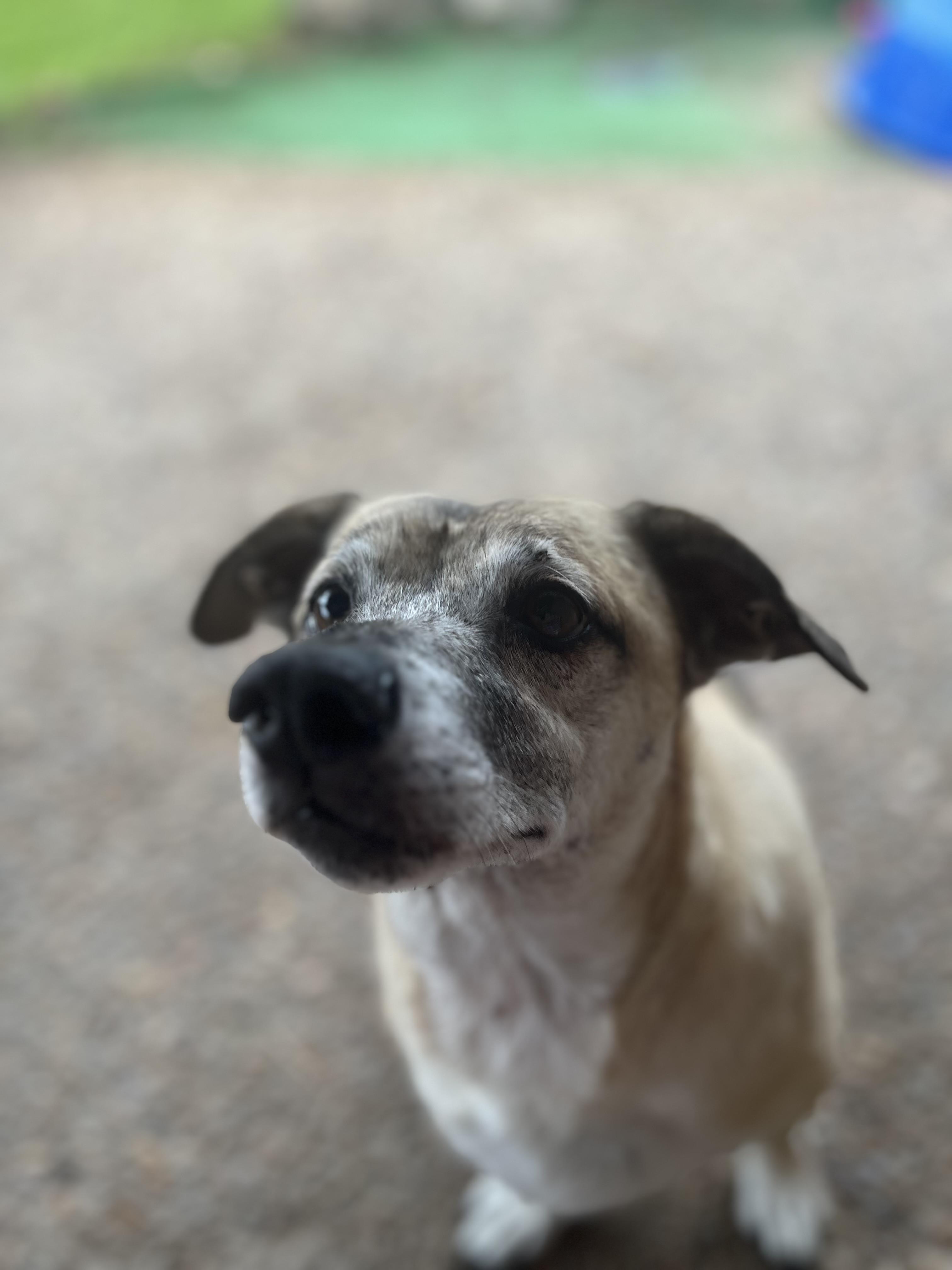 Remi, a Adoptable mixed breed in Deer Park, TX image 2/3
