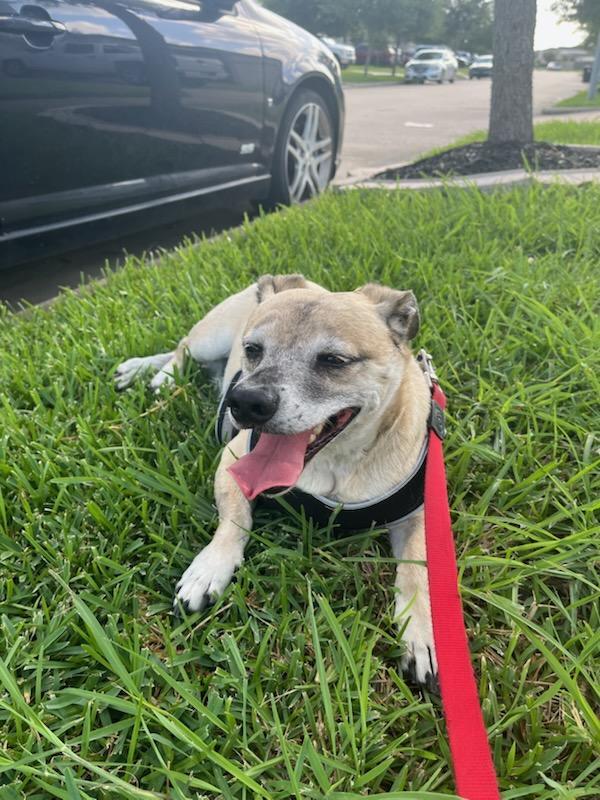 Remi, a Adoptable mixed breed in Deer Park, TX image 1/3