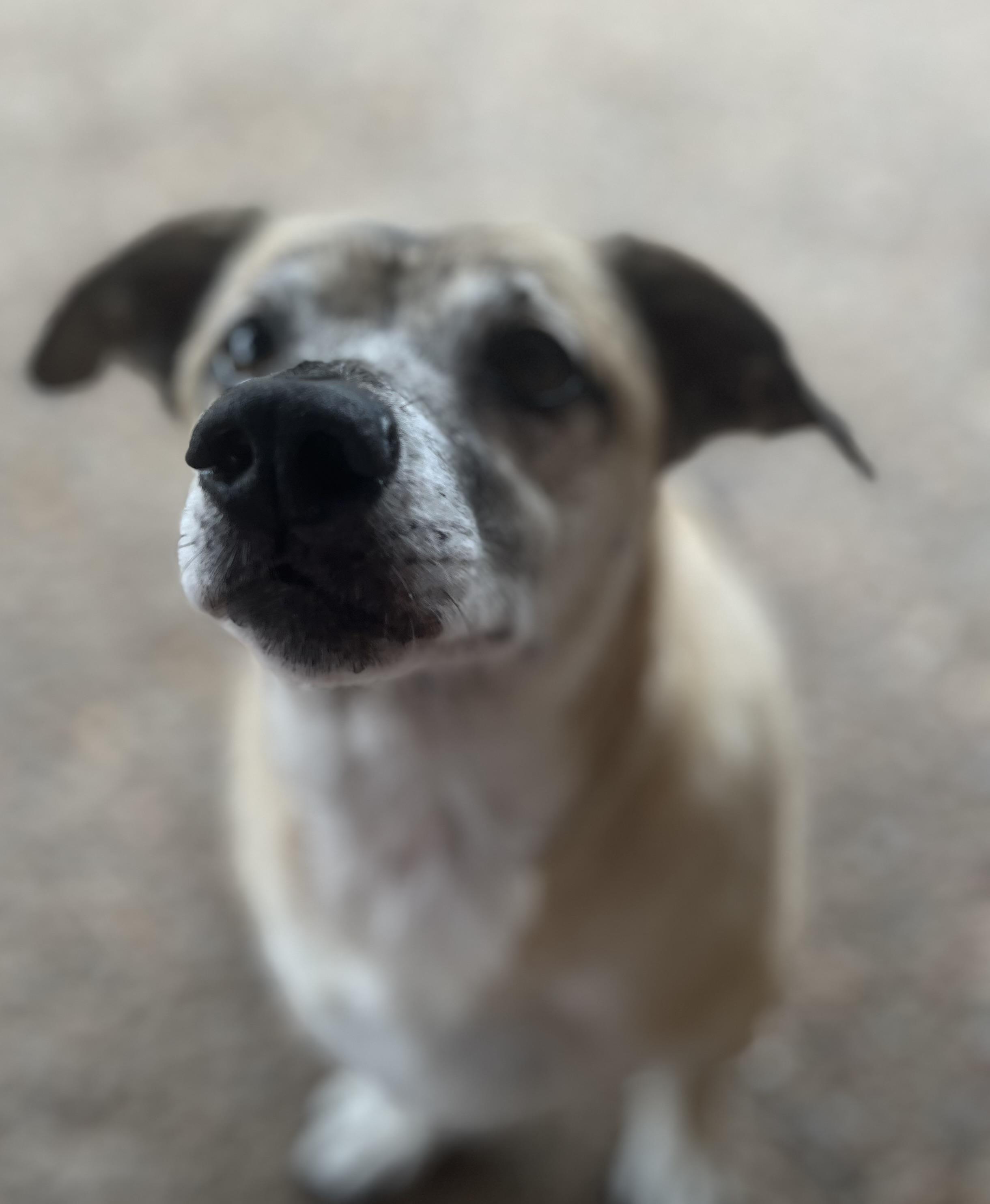 Remi, a Adoptable mixed breed in Deer Park, TX image 3/3