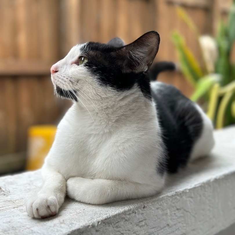 Dice, Adoptable, Adult Male Tuxedo.