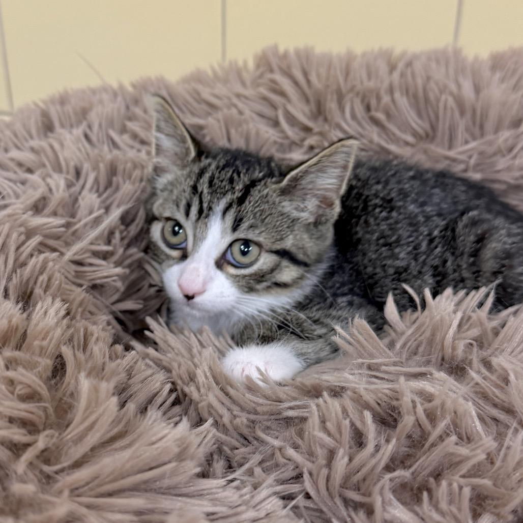 Enlarge Wanda, a Adoptable Domestic Short Hair in East Hampton, NY image 1/6