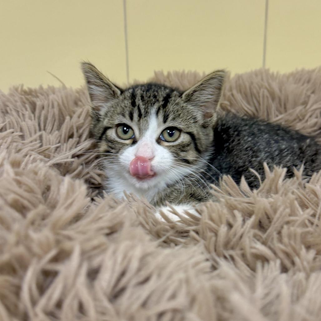 Enlarge Wanda, a Adoptable Domestic Short Hair in East Hampton, NY image 2/6