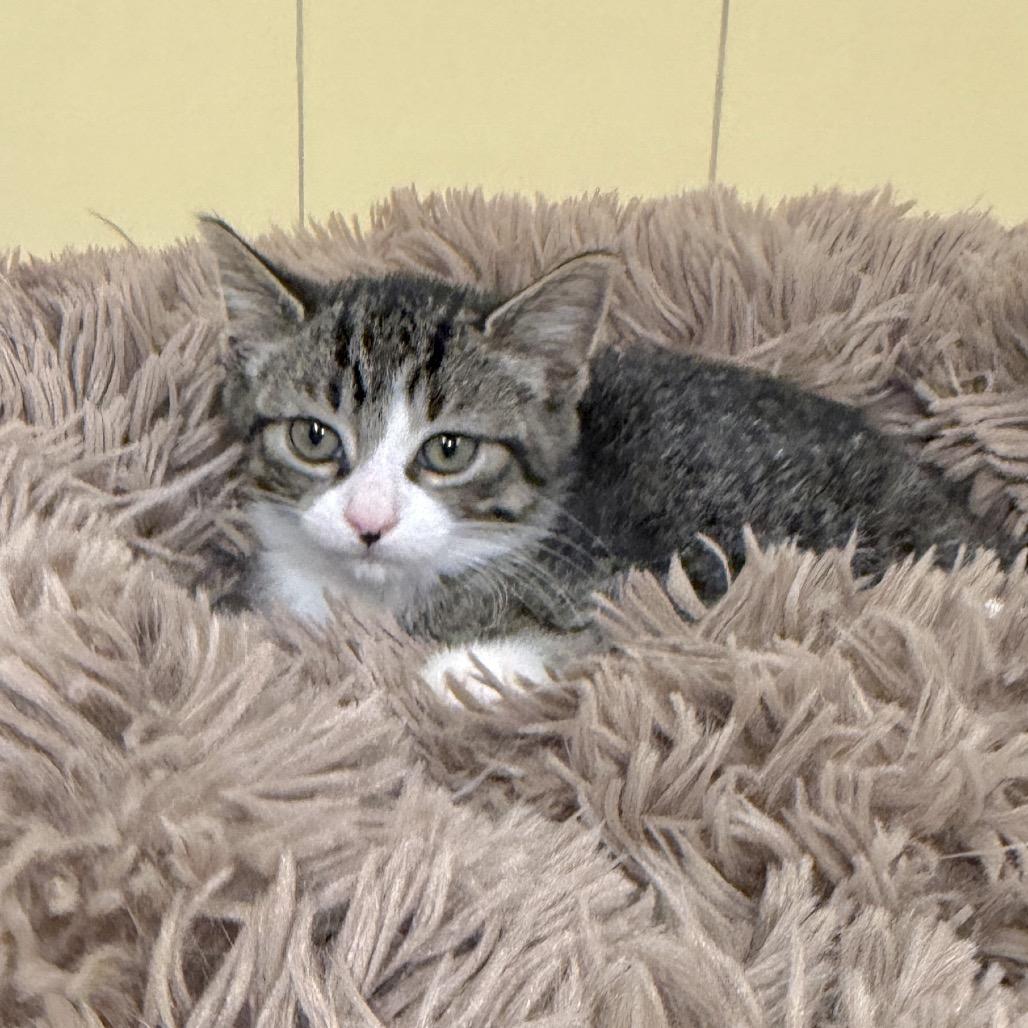 Enlarge Wanda, a Adoptable Domestic Short Hair in East Hampton, NY image 4/6