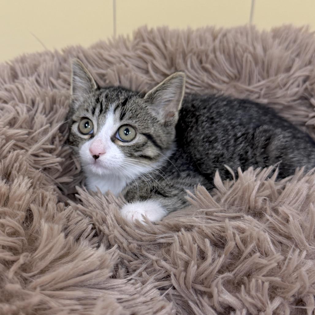 Enlarge Wanda, a Adoptable Domestic Short Hair in East Hampton, NY image 5/6